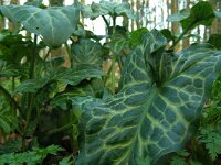 Arum italicum 35, Italiaanse aronskelk, Saxifraga-Ed Stikvoort