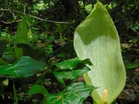 Arum italicum 36, Italiaanse aronskelk, Saxifraga-Ed Stikvoort