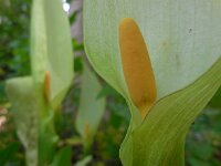 Arum italicum 37, Italiaanse aronskelk, Saxifraga-Ed Stikvoort