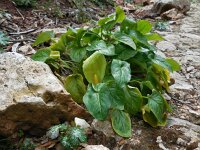Arum italicum 38, Italiaanse aronskelk, Saxifraga-Ed Stikvoort