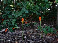 Arum italicum 39, Italiaanse aronskelk, Saxifraga-Ed Stikvoort