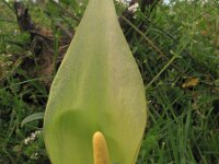 Arum italicum 4, Italiaanse Aronskelk, Saxifraga-Rutger Barendse