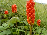 Arum italicum 40, Italiaanse aronskelk, Saxifraga-Ed Stikvoort