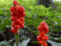 Arum italicum 41, Italiaanse aronskelk, Saxifraga-Ed Stikvoort