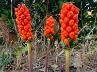 Arum italicum 42, Italiaanse aronskelk, Saxifraga-Ed Stikvoort