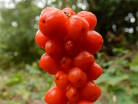 Arum italicum 43, Italiaanse aronskelk, Saxifraga-Ed Stikvoort