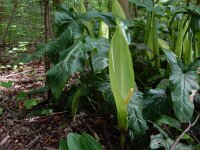 Arum italicum 44, Italiaanse aronskelk, Saxifraga-Peter Meininger