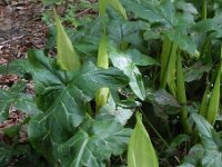 Arum italicum 45, Italiaanse aronskelk, Saxifraga-Peter Meininger