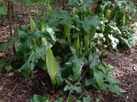 Arum italicum 46, Italiaanse aronskelk, Saxifraga-Peter Meininger