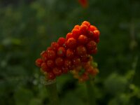 Arum italicum 47, Italiaanse aronskelk, Saxifraga-Jan Nijendijk