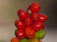 Arum italicum 48, Italiaanse aronskelk, Saxifraga-Jan Nijendijk