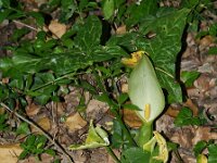 Arum italicum 5, Italiaanse Aronskelk, Saxifraga-Branko Bakan