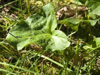 Arum italicum 51, Italiaanse aronskelk, Saxifraga-Jan van der Straaten