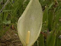 Arum italicum 6, Italiaanse aronskelk, Saxifraga-Jan van der Straaten