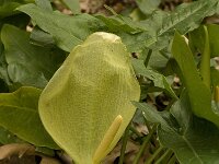 Arum italicum 8, Italiaanse aronskelk, Saxifraga-Jan van der Straaten
