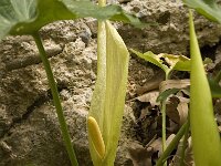 Arum italicum 9, Italiaanse aronskelk, Saxifraga-Jan van der Straaten