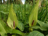 Arum maculatum 35, Gevlekte aronskelk, Saxifraga-Ed Stikvoort : duindoorn Kop van Schouwen s9900
