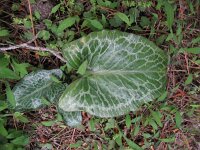 Arum pictum 2, Saxifraga-Rutger Barendse