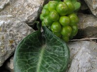 Arum pictum 3, Saxifraga-Rutger Barendse