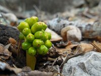 Arum pictum 4, Saxifraga-Ed Stikvoort