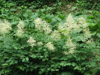 Aruncus dioicus 11, Saxifraga-Jasenka Topic