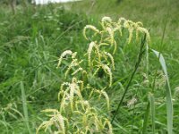 Aruncus dioicus 12, Saxifraga-Rutger Barendse