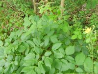Aruncus dioicus 13, Saxifraga-Rutger Barendse