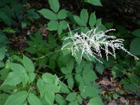 Aruncus dioicus 14, Saxifraga-Rutger Barendse