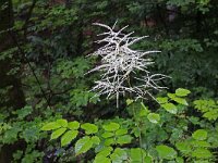 Aruncus dioicus 15, Saxifraga-Jeroen Willemsen