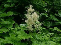 Aruncus dioicus 16, Saxifraga-Dirk Hilbers
