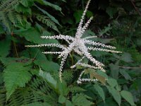 Aruncus dioicus 17, Saxifraga-Ed Stikvoort