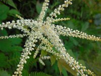 Aruncus dioicus 18, Saxifraga-Ed Stikvoort
