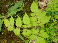 Aruncus dioicus 19, Saxifraga-Rutger Barendse