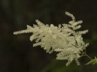Aruncus dioicus 2, Saxifraga-Jan van der Straaten