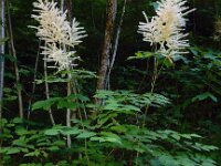 Aruncus dioicus 20, Saxifraga-Ed Stikvoort