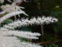 Aruncus dioicus 21, Saxifraga-Ed Stikvoort
