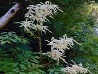 Aruncus dioicus 22, Saxifraga-Ed Stikvoort