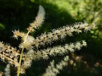 Aruncus dioicus 23, Saxifraga-Ed Stikvoort