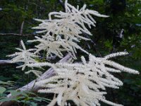 Aruncus dioicus 24, Saxifraga-Ed Stikvoort