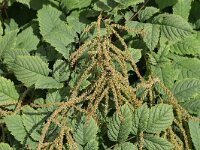 Aruncus dioicus 26, Saxifraga-Tom Heijnen