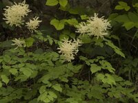 Aruncus dioicus 3, Saxifraga-Jan van der Straaten