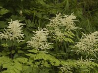 Aruncus dioicus 4, Saxifraga-Jan van der Straaten