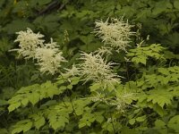 Aruncus dioicus 6, Saxifraga-Jan van der Straaten