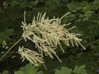 Aruncus dioicus 7, Saxifraga-Jan van der Straaten
