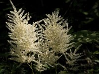 Aruncus dioicus 8, Saxifraga-Jan van der Straaten