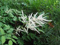 Aruncus dioicus 9, Saxifraga-Jasenka Topic