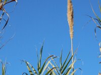 Arundo donax 11, Saxifraga-Ed Stikvoort