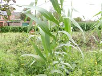 Arundo donax 8, Saxifraga-Rutger Barendse