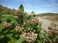 Asclepias nigra