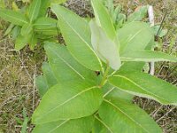 Asclepias syriaca 3, Zijdeplant, Saxifraga-Rutger Barendse